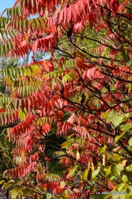 rhus,colline,buis taillé,noix,manthe religieuse,bouquet 067.JPG