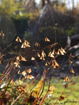 fin de l'automne,Lalinde,bouquet de l'avent 029.JPG