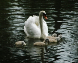 Cygnes_017_1784x1444.jpg