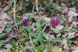 les jonquilles des bois 035.jpg