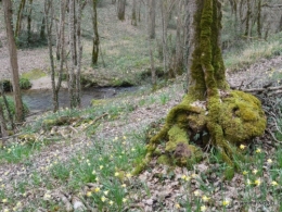 les jonquilles des bois 020.jpg