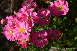 rose trémières,INES,,en ce moment en juin 049.JPG