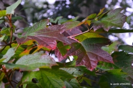 brouillard le matin d'automne 046.JPG