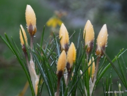 primevères achetées,crocus,st Mayne de Pérérol 031.JPG