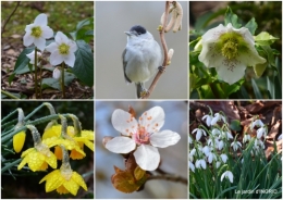 2017-02-12 St valentin,SOL,oiseaux,hélébores,jardin5.jpg