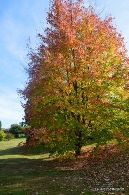 La Romieu,Coursiana,chez Renée,Ginkgo biloba 130.jpg