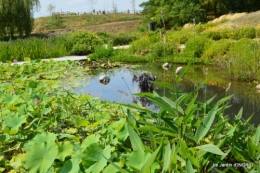 les jardins d'eau de Carsac 016.JPG