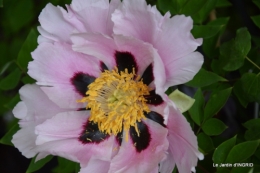 Fouleix,marguerites,hostas 034.JPG