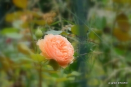 sentier des cygnes,hémérocalles,bouquet,jardin 103.JPG