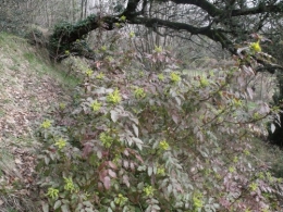 magnolia,forsythia,mahonia