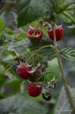 fleurs,roses,le cygne,les pts fruits 128.JPG