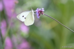 coeur des fleurs,papillons,libellules 127.JPG