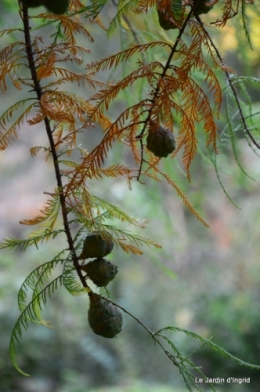 AUTOMNE,taille lantanas 063.JPG