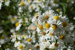 papillons,couleurs d'automne,Bernadette,pluie 054.JPG