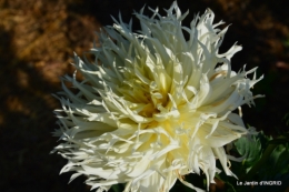 dahlias,jardin,puces st Avit Seigneur,Paniers Issigeac,Romane 053.JPG