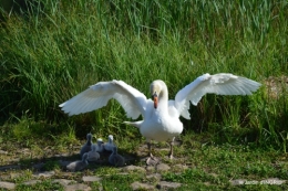 bébés cygnes,iris,clématite 045.JPG