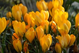 crocus,nichoirs,jonquilles,jardin,coucher du soleil 069.JPG