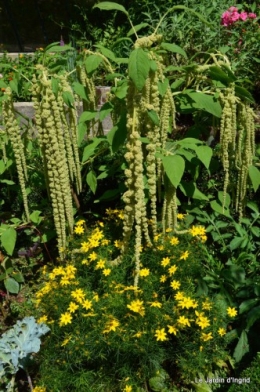 jardin,petit jardin,nénuphard,papillons 050.JPG