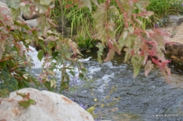 orage,puces,bouquet,Anniv.Ines,Brantome,Jardins d'eau 266.JPG