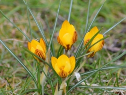 premières fleurs février,la pluie,la fauvette,hélébores 056.JPG