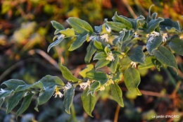 première gelée,compositions florales à garder,jardin 033.JPG