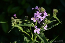 Ciron,pivoine,escargot,jardin,ancolie,glycine 195.JPG