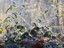 colline,jardin givré 051.JPG