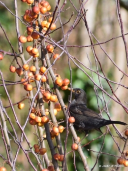 oiseaux,grotte du coulobre 097.JPG