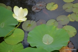 orage,puces,bouquet,Anniv.Ines,Brantome,Jardins d'eau 245.JPG