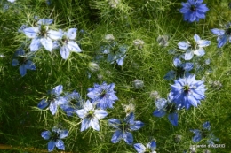 roses,marguerites,MOI,fêtes des mères avec les enfants 029.JPG