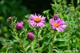 jardin,papillons,Cadouin,légumes,Sophie, 084.JPG