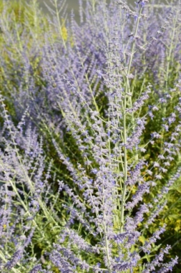 fleurs bleues,hortensia bleu,moi bébé 074.JPG