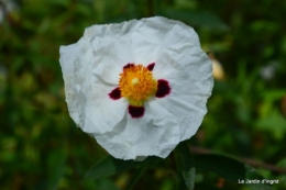 canal,fleurs blanches,marguerites,LE FLEIX,osier 166.JPG