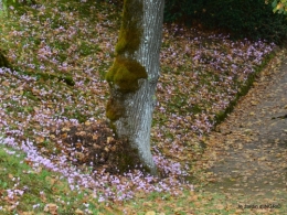 jardin pluie,chateau Losse 088.JPG