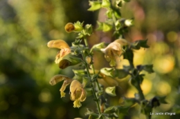 jardin début d'automne ,Sophie,rouge 095.JPG