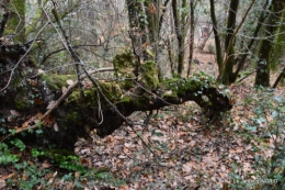 colline,crèche,taille 030.JPG