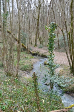 jonquilles dans les bois 031.JPG