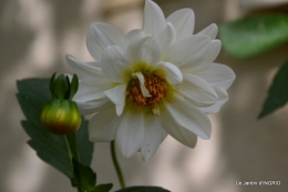 dahlias,massifs refaits,Lalinde,jardin 075.JPG