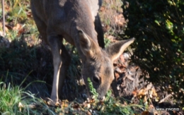 couronne,chevreuil,dernière tonte 008.JPG