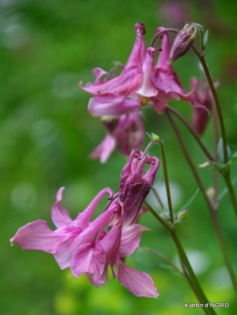 jardin en avril 050.JPG