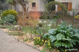 paillage,primevères,jonquilles,jardin 036.JPG