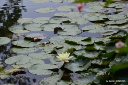 bouquet,jardin de Monet,les vaches,Pourville sur mer 132.jpg