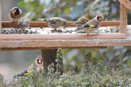 les oiseaux sur terrasse 041.JPG