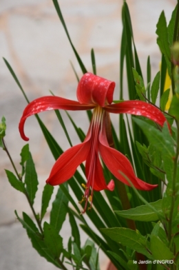 jardin,chez Bernadette,puces,cygnes,pluie 187.JPG