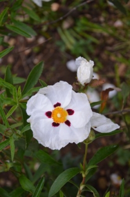 rosiers,fleurs blanches,pollen,magasin 071.JPG