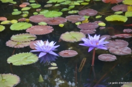 orage,puces,bouquet,Anniv.Ines,Brantome,Jardins d'eau 325.JPG