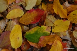 Romefort,bord de Creuse,vent,feuilles,jardin,canal 165.JPG