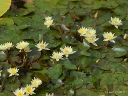 orage,puces,bouquet,Anniv.Ines,Brantome,Jardins d'eau 285.JPG