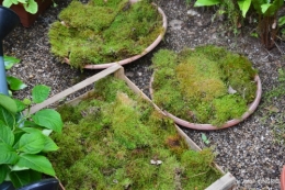 Tour du jardin mai avant et apres tonte 001.JPG