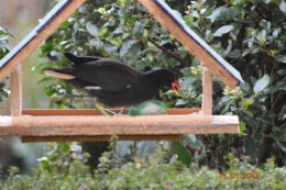 oiseaux,poules,plantes janvier 097.JPG